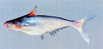 Image of Pangasius myanmar 