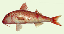 Image of Parupeneus nansen (Nansen goatfish)