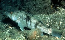 Image of Paralabrax nebulifer (Barred sand bass)