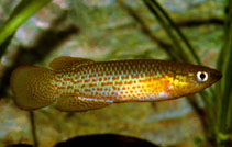 Image of Pachypanchax playfairii (Golden panchax)