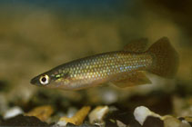 Image of Pachypanchax omalonotus (Powder-blue panchax)