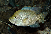 Image of Paratilapia polleni 