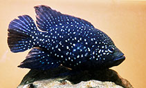 Image of Paratilapia polleni 