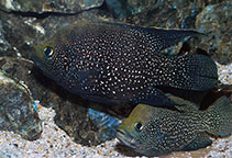 Image of Paratilapia polleni 