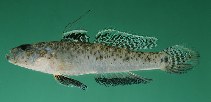 Image of Favonigobius reichei (Indo-Pacific tropical sand goby)