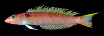 Image of Parapercis rufa 