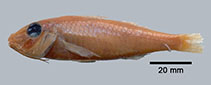 Image of Parupeneus sinai (Sinai goatfish)