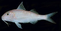 Image of Parupeneus procerigena (Deepcheek goatfish)