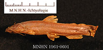 Image of Paramphilius teugelsi 