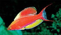 Image of Paracheilinus togeanensis (Togean flasherwrasse)