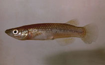 Image of Pachypanchax varatraza 