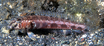 Image of Parapercis vittafrons (Bandhead sandperch)