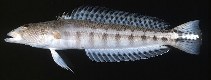 Image of Parapercis xanthozona (Yellowbar sandperch)