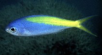 Image of Paracaesio xanthura (Yellowtail blue snapper)