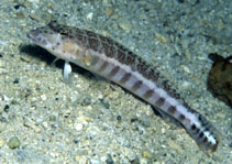 Image of Parapercis xanthozona (Yellowbar sandperch)