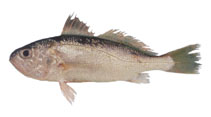 Image of Pennahia aneus (Donkey croaker)