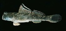 Image of Periophthalmus argentilineatus (Barred mudskipper)