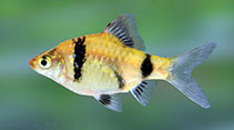 Image of Pethia bandula (Bandula barb)