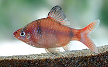 Image of Pethia bandula (Bandula barb)