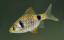 Image of Pethia cumingii (Two spot barb)