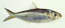 Image of Pellona ditchela (Indian pellona)