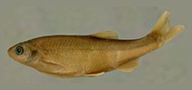 Image of Alburnus doriae 