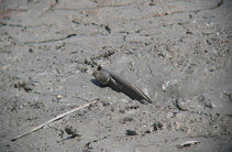 Image of Periophthalmodon freycineti (Pug-headed mudskipper)