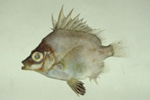 Image of Pentaceros japonicus (Japanese armorhead)