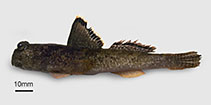 Image of Periophthalmus kalolo (Common mudskipper)