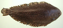 Image of Pegusa lascaris (Sand sole)