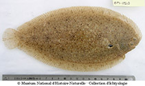 Image of Pegusa lascaris (Sand sole)