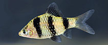 Image of Pethia nigrofasciata (Black ruby barb)