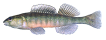 Image of Percina nigrofasciata (Blackbanded darter)