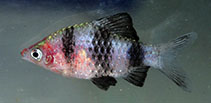 Image of Pethia nigrofasciata (Black ruby barb)