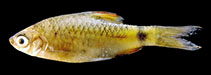 Image of Pethia ornata 