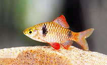 Image of Pethia reval (Red fin barb)