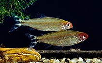 Image of Petitella rhodostoma (Rummy-nose tetra)