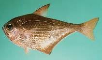 Image of Pempheris malabarica 