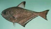 Image of Pempheris adusta (Dusky sweeper)