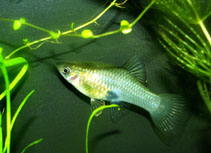 Image of Phallichthys amates (Merry widow livebearer)