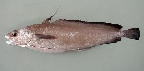 Image of Phycis blennoides (Greater forkbeard)