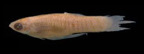 Image of Phalloceros buckupi (Jacareí toothcarp)