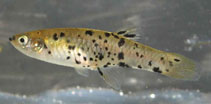 Image of Phalloceros harpagos (Ellipse spot toothcarp)