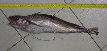 Image of Phycis chesteri (Longfin hake)