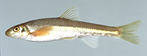 Image of Phenacobius crassilabrum (Fatlips minnow)