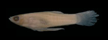 Image of Phalloceros elachistos (Córrego toothcarp)