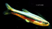 Image of Chrosomus eos (Northern redbelly dace)