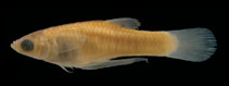 Image of Phalloceros heptaktinos (Seven ray toothcarp)