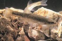 Image of Rhynchocypris lagowskii (Amur minnow)