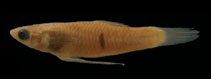 Image of Phalloceros leptokeras (Sapucaia toothcarp)